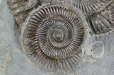 Two Dactylioceras Ammonites Stand Up - England #68159-1